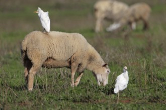 Kuhreiher; lat. Bubulcus ibis; nutzen die weidenden Schafe zur Nahrungsfindung