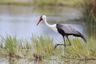 Wattled Crane, Grus carunculata, Botswana, Chobe NP