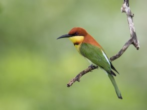 Chestnut-headed Bee-eater (Merops leschenaulti), Sri Lanka