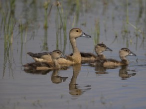 Lesser Whistling Duck (Dendrocygna javanica) with chicks, Sri Lanka