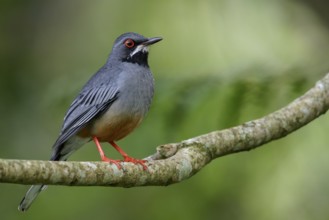 Red-legged Thrush (Turdus plumbeus) perched on a branch in Cuba