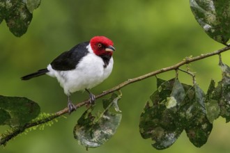 Red-capped Cardinal (Paroaria gularis) perched on a branch in Manu National Park, Peru