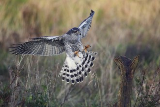Habicht, lat. Accipiter gentilis, im Landeanflug auf einen Weidepfahl im Abendlicht