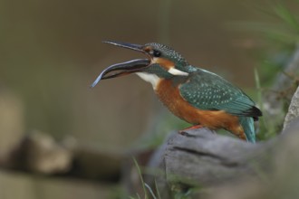 Common Kingfisher (Alcedo atthis) female with fish prey in its beak, Bavaria, Germany