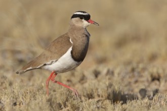Crowned Lapwing (Vanellus coronatus), Northern Cape, South Africa