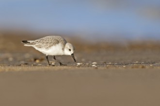 Sanderling (Calidris alba), Donna Nook Nature Reserve Norfolk, United Kingdom