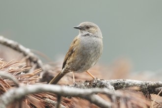 Dunnock (Prunella modularis) male, Switzerland