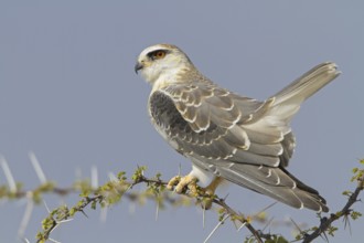 Black-winged Kite (Elanus caeruleus), Oshikoto, Etosha National Park, Namibia