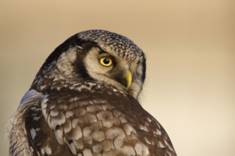 Northern Hawk-Owl (Surnia ulula), Zwolle, Netherlands