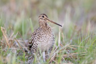Great Snipe (Gallinago media), Nizhegorodskaya, Russia