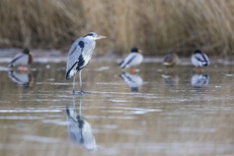 Grey heron (Ardea cinerea) Germany