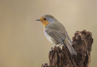 European Robin (Erithacus rubecula), Mecklenburg-Western Pomerania, Germany