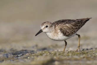 Least Sandpiper (Calidris minutilla), Florida, USA