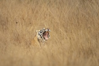 Bengal tiger (Panthera tigris tigris), lying in tall grass, yawning, showing tongue and teeth,