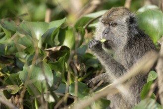 Javanese monkey (Macaca fascicularis), Kota Kinabatangan, Sabah, Malaysia