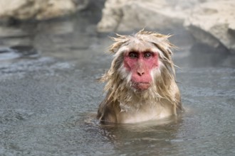 Japanese macaque (Macaca fuscata), wet, bathing, in winter, Jigokudani Snow Monkey Park,