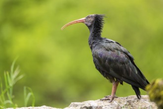 Northern bald ibis (Geronticus eremita) sitting on a rock, Bavaria, Germany