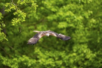 Red kite (Milvus milvus) flying in a forest in early summer, Bavaria, Germany