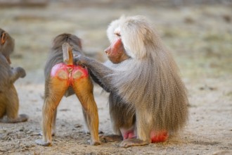 Hamadryas baboon (Papio hamadryas) delouse each other, captive, Zoo Augsburg, Germany