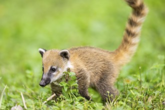 South American coati (Nasua nasua) youngster walking on the ground, captive, Zoo Augsburg