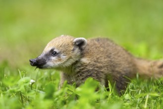 South American coati (Nasua nasua) youngster standing on the ground, captive, Zoo Augsburg