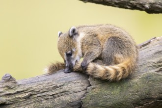 South American coati (Nasua nasua) youngster on an old tree trunk, captive, Zoo Augsburg