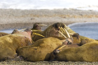 Group of walruses (Rosmarus arcticus) on the beach, Mammals (Mammalia), Eolusneset, Spitsbergen,