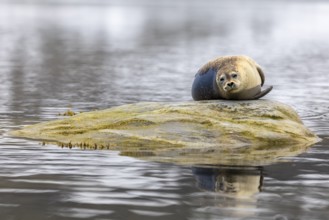 Harbour seal (Phoca vitulina) lying on a stone in the water, Mammals (Mammalia), Gravnesodden,