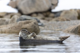 Harbour seal (Phoca vitulina) lying on a stone in the water, Mammals (Mammalia), Smeerenburgbreen,