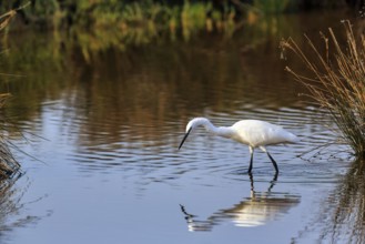 Little Egret (Egretta garzetta) in the pond, looking for food, Pont de Gau Bird Park, Camargue,