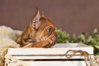 Side view of cute Mocca French Bulldog dog puppy in box with natural boho style decoration in front