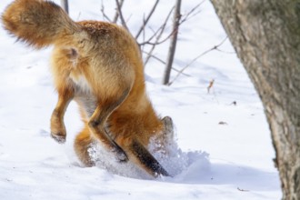 Red fox (vulpes vulpes), Fox hunting eastern gray squirrel (sciurus carolinensis) in winter.