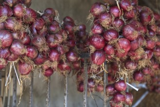 Red onions hung in bunches for storage in a rustic setting, Ricadi, Capo Vaticano
