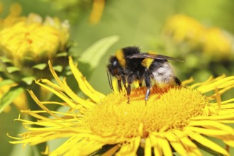 Earth bumblebee (Bombus terrestris), collecting pollen on a yellow flower of a Great Telekie