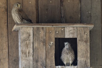 Kestrel (Falco tinnunculus) female and young bird at the incubator, village in Münsterland, North