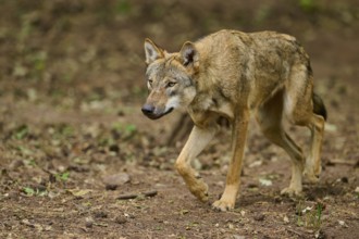 Wolf (Canis lupus), sneaking vigilantly through the forest, Germany