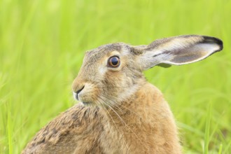 European hare (Lepus europaeus), head portrait, wildlife, animals, mammal, nature photography, Lake