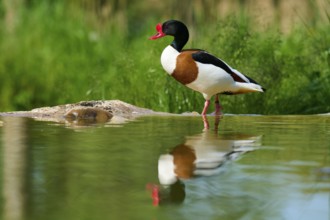 Duck with red beak standing at the water, reflection visible, shelduck (Tadorna tadorna), spring,