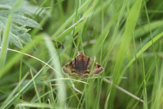 Burnet companion (Euclidia glyphica), spread wings, grass, pretty, North Rhine-Westphalia, Germany,