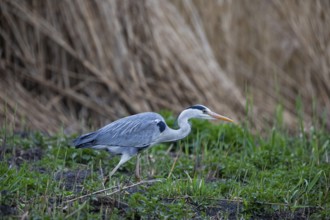 Grey heron (Ardea cinerea) Germany