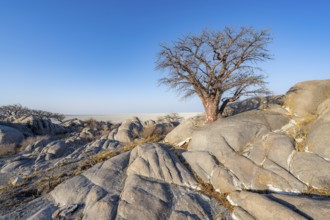 African baobab or baobab tree (Adansonia digitata), several trees overlooking the salt pan in the