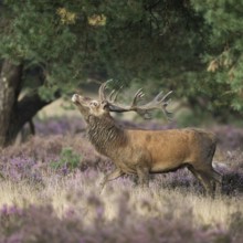 Threatening behaviour... Red deer (Cervus elaphus), capital stag in the midst of flowering heath