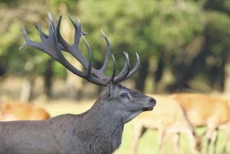 Red deer (Cervus elaphus), capital stag in a forest clearing, Zwanzigender, animal portrait,