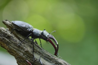 Fascinating stag beetle (Lucanus cervus), insect of the year 2012, June, Saxony, Germany