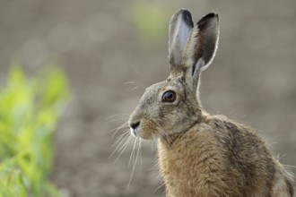 Portrait... European hare (Lepus europaeus), detailed close-up of the hare sitting in a corn field,