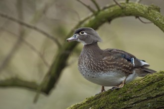 Beautiful to look at... Brown duck (Aix sponsa), as a wild bird rare captive refugee in Europe,