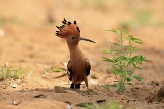 African hoopoe (Upupa africana), adult, alert, bonnet up, on ground, foraging, Kruger, Kruger