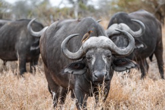 Cape buffalo (Syncerus caffer caffer) with yellowbill oxpecker (Buphagus africanus), Kruger