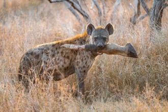 Spotted hyena (Crocuta crocuta) with the leg of a giraffe in its mouth, adult female in tall grass
