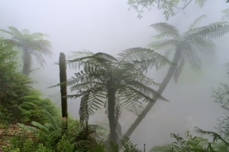 Mysterious, misty forest with fern trees and lush greenery, Te Manaroa Spring, hot spring, Waikite